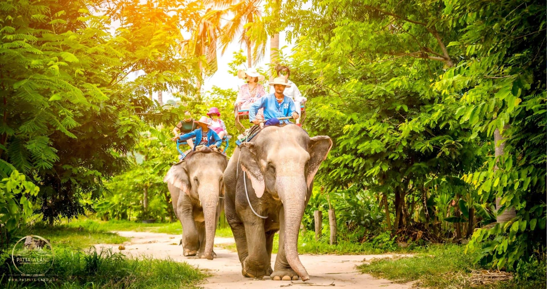 Changthai Thappraya 野生