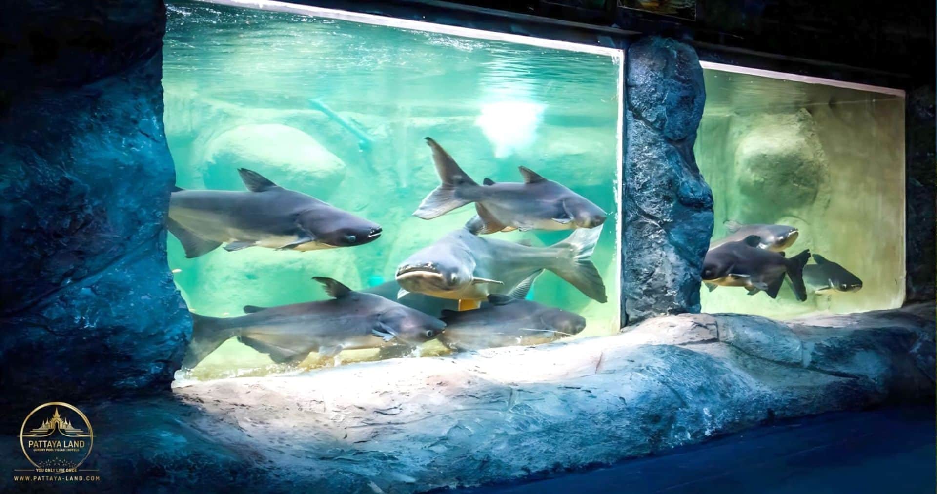 Monster Aquarium